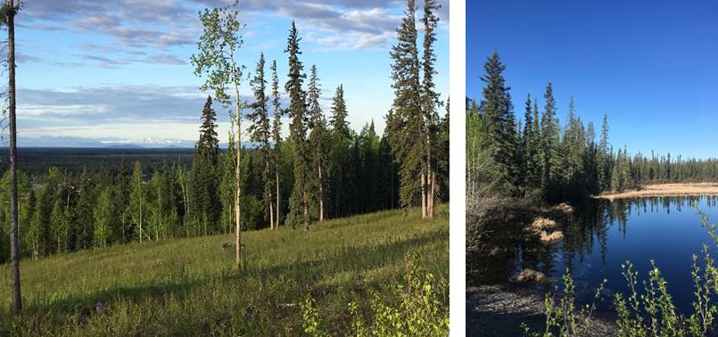 Surroundings of Fairbanks, background of our first day morning walk