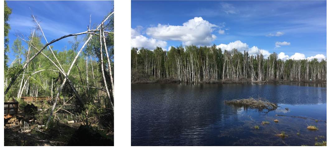 Paper birches slumping into the ground (left and right).