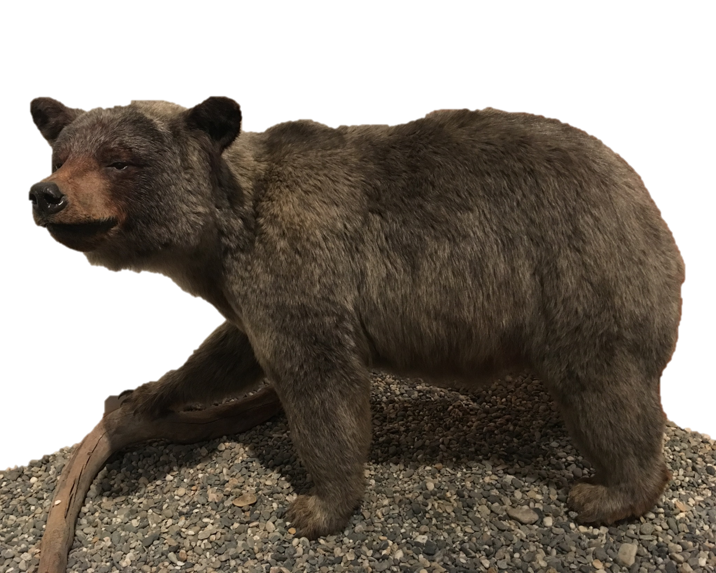 Black bear exhibited at the University of Alaska Museum of the North (Fairbanks)