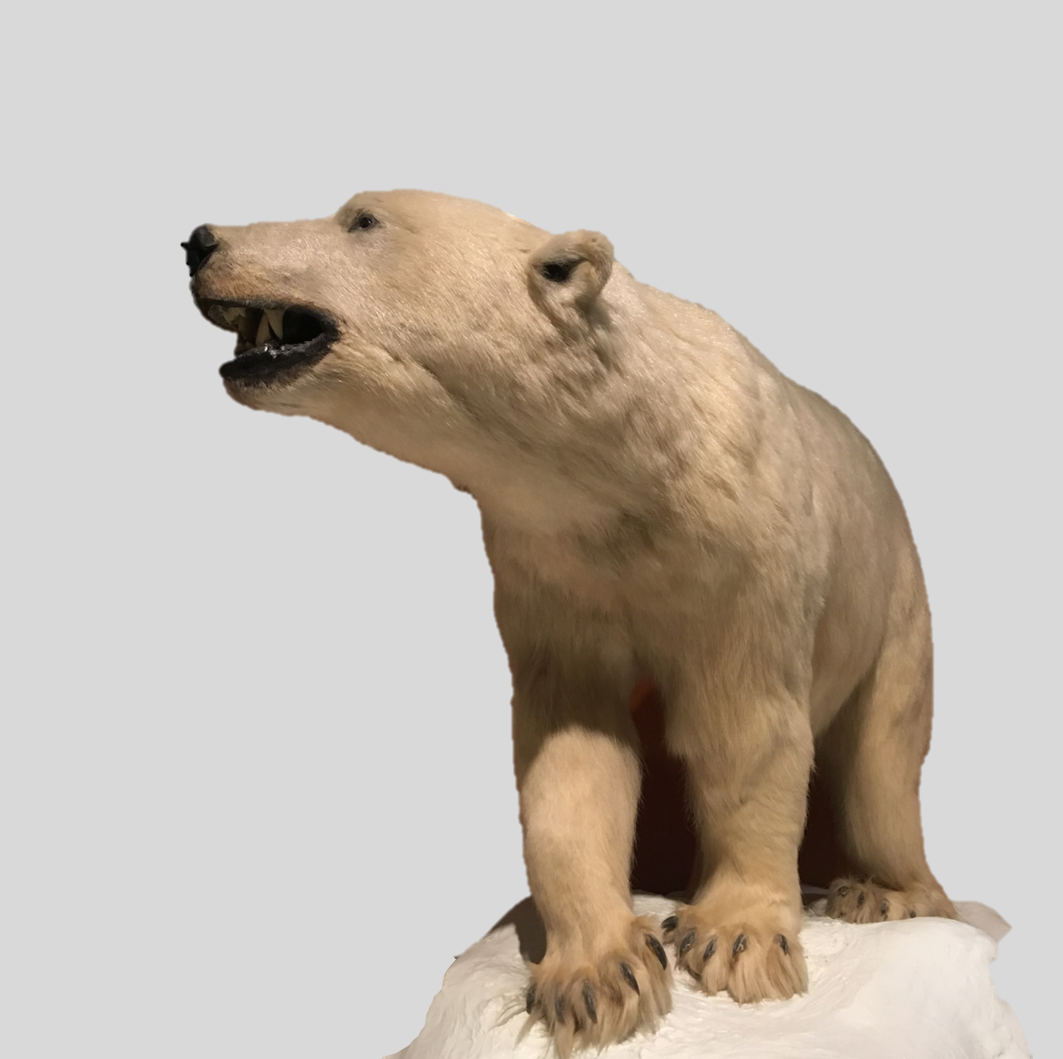 Polar Bear exhibited at the University of Alaska Museum of the North (Fairbanks)