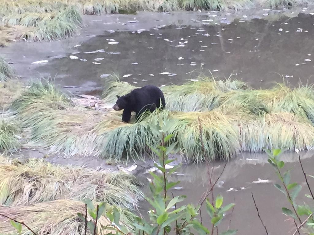 Black bear that we met in Valdez during our trip with our friend Piero - Thanks Piero for the picture!